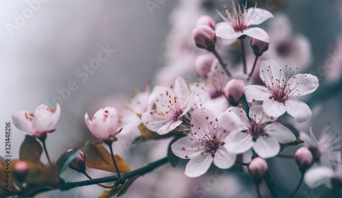 Closeup of spring blossom flower on dark bokeh background. Macro cherry blossom tree branch