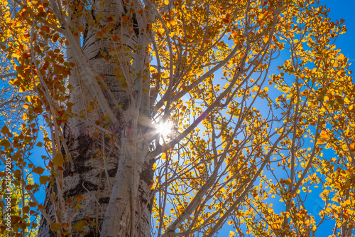 Yellow poplar tree against clear blue sky.