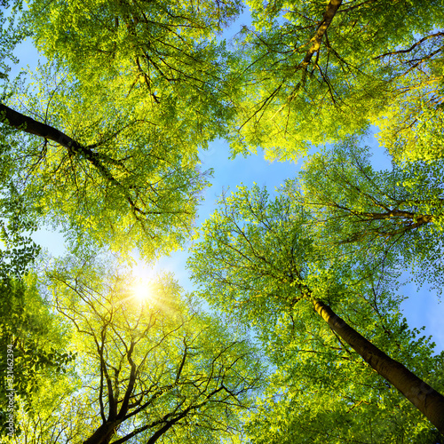 Green treetops, the sun and blue sky