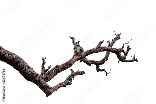 Branch of dead tree with clipping path isolated on white background.