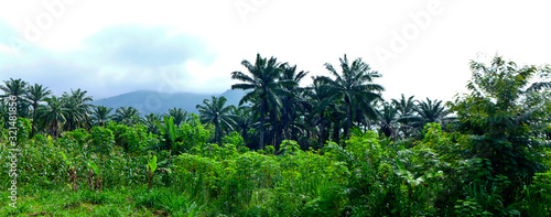 Western Africa's jungle (Togo ) - Landscape