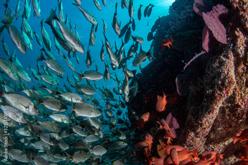 diving in colorful reef underwater in mexico cortez sea cabo pulmo