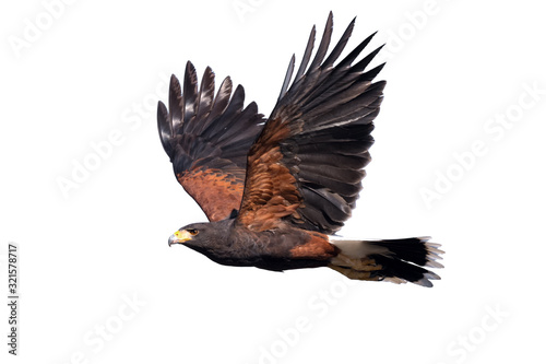 Harris hawk in flight