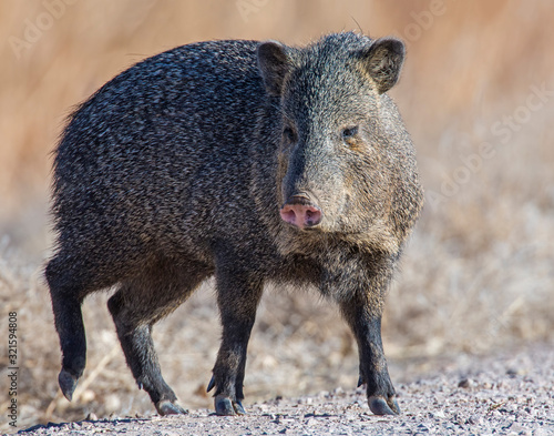 Javalina