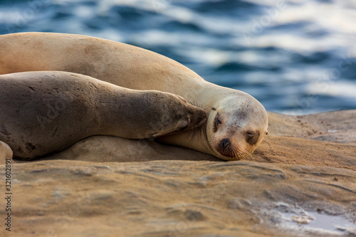 Pair of two cuddling sea lions (mother and baby child) on the beach by the water of La Jolla Cove, San Diego, California