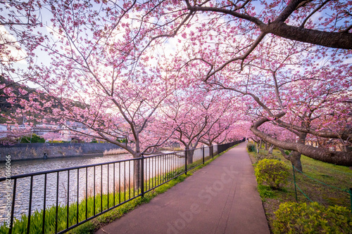 Kawazu sakura (Cherry blossom) festival, KAwazu Town, Shizuoka, Japan