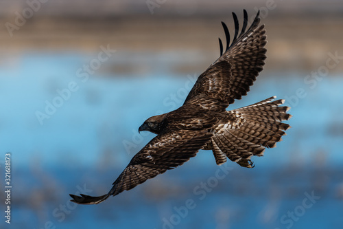 Red-tailed hawk in flight hawks flying