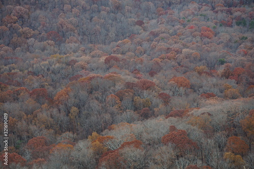 grey, red and brown trees in fall