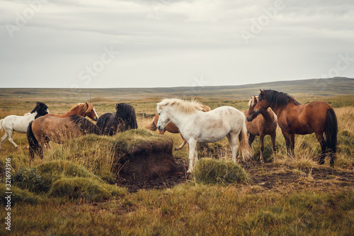 Icelandic horses in the field of scenic nature landscape of Iceland. The Icelandic horse is a breed of horse locally developed in Iceland as Icelandic law prevents horses from being imported. Place