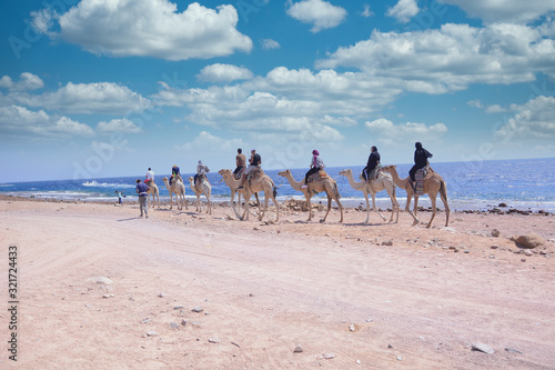 Camel rides in the city of Dahab and on the coasts of the Red Sea in South Sinai, Egypt