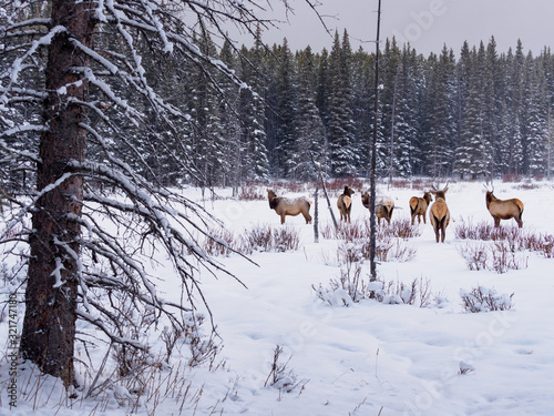 herd of elks grazing in the winter forest by Lake Minnewanka at Banff National Park, Alberta, Canada