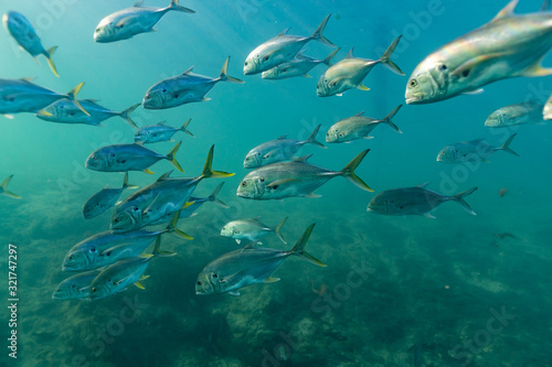 Schooling Crevalle Jacks (Caranx hippos) warm themselves over an underground spring that vents 72 degree water into the surrounding bay. Jacks are powerful, popular gamefish in Florida.