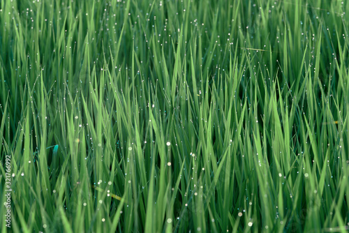 rice field macro after the rain
