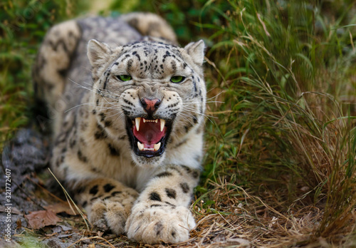 Snow Leopard growls menacingly and wants to attack