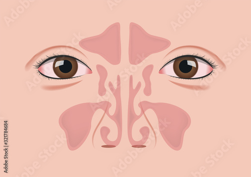 nasal sinus vector on white background