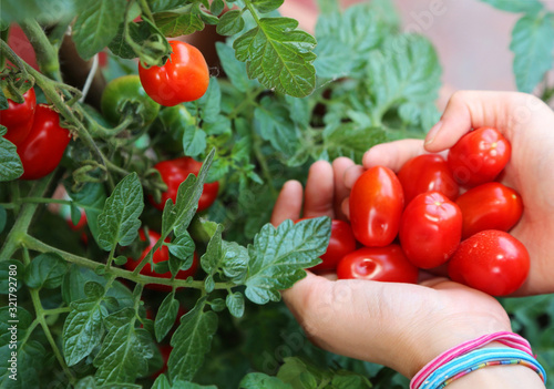 girl collecting red ripe tomatoes from the plant