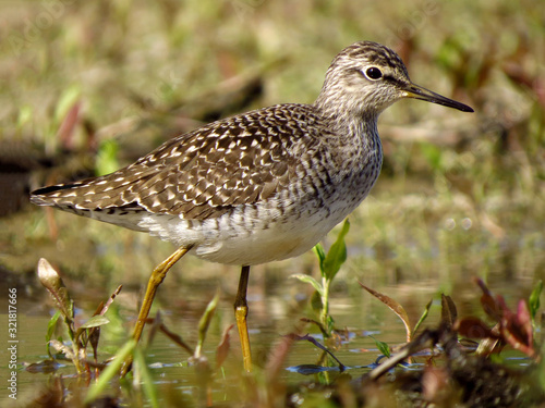 Wood sandpiper (Tringa glareola), a small wader, eurasian smallest shank, mid-sized long-legged waders of the family Scolopacidae. 