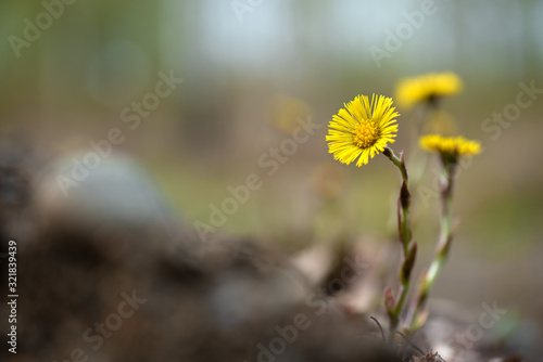 Yellow coltsfoot (Tussilago farfara) flowers in spring
