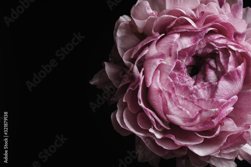 Beautiful fresh ranunculus on black background, closeup. Floral card design with dark vintage effect