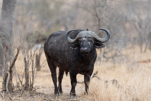 Cape buffalo, African buffalo in the wilderness