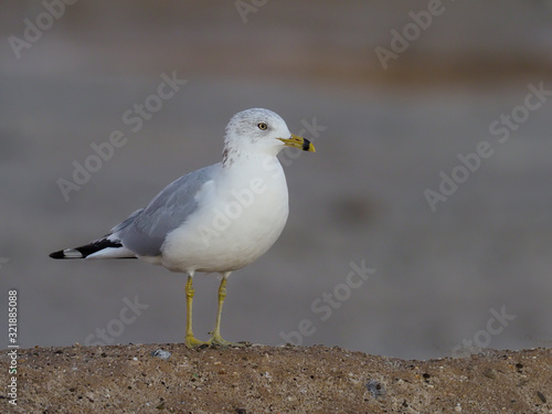 Ring-billed gull, Larus delawarensis