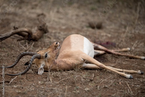 Closeup shot of a dead impala antelope lying in the ground