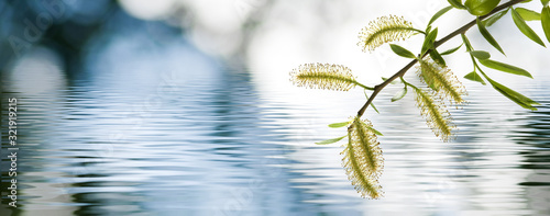 image of a tree branch above the water