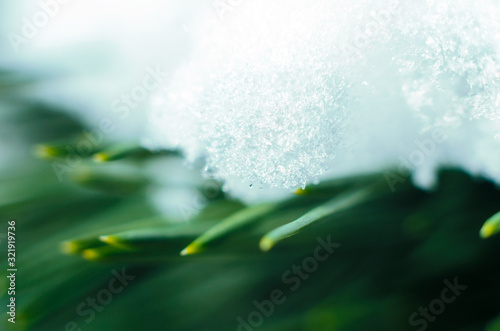 snow on green branches spruce macro close up