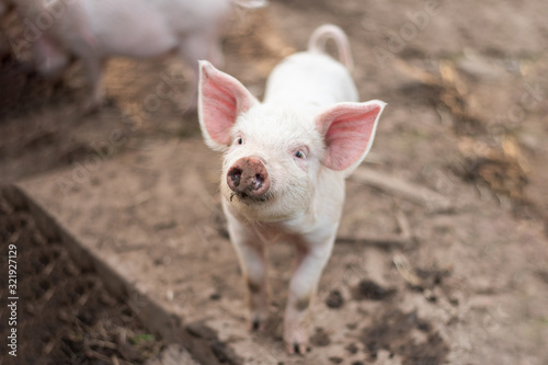 Little cute white pig on a farm.