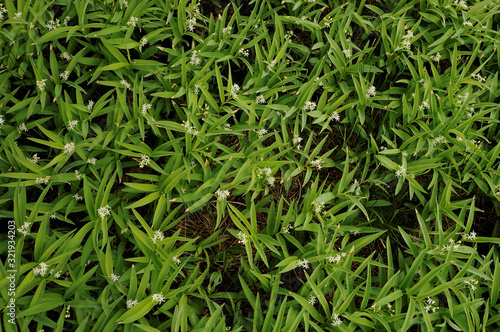 Natural Ground Cover