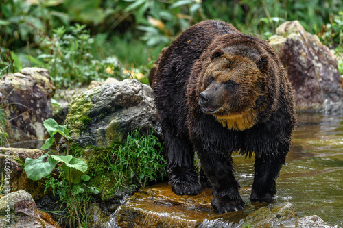 yezo brown bear portrait