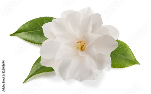 camellia flower isolated
