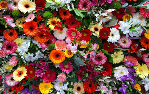 Various color gerbera flower background wall urban jungle wall 