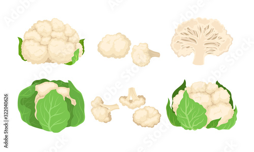 Cauliflower Cabbage with Separated Florets Isolated on White Background Vector Set
