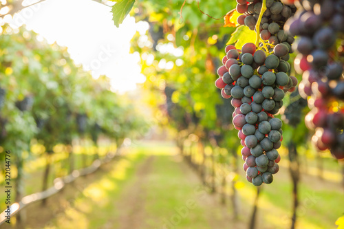 grape harvest Italy