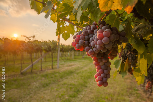 grape harvest Italy