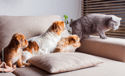 Portrait of pets are learning to live together