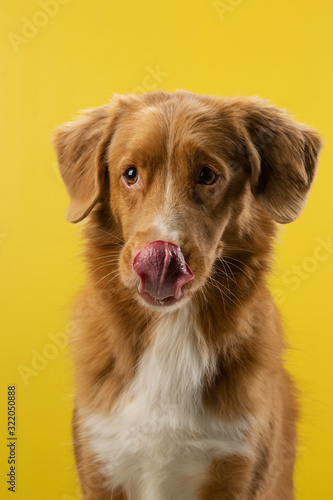 funny dog licks on a yellow background. Happy and funny Nova Scotia Duck Tolling Retriever