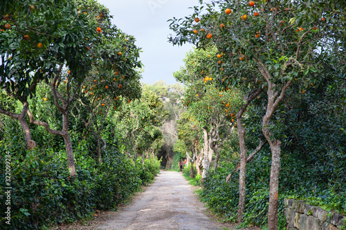 Buskett Gardens, Malta