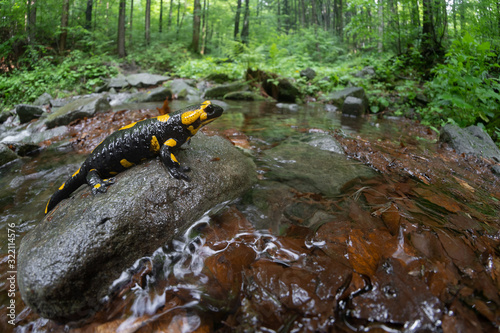 The fire salamander Salamandra salamandra in Czech Republic