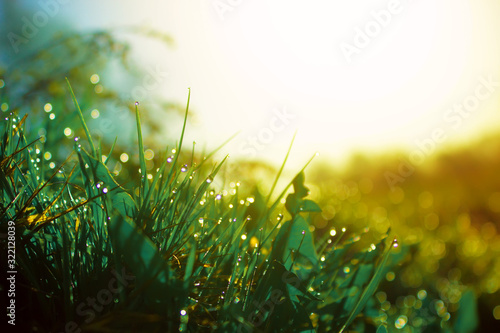 Fresh morning dew on spring green grass in sunlight.