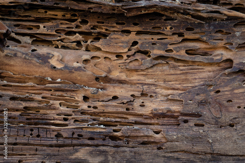 Old wood damaged by bark beetle