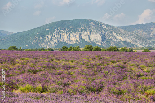Lavender field in Saint Jurs, Provence, France