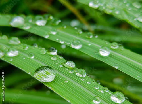 nature Rainwater on the grass