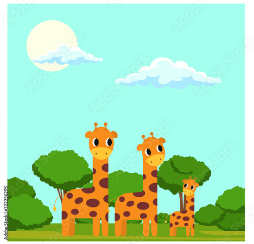 A vector illustration of a family of giraffes in savannah