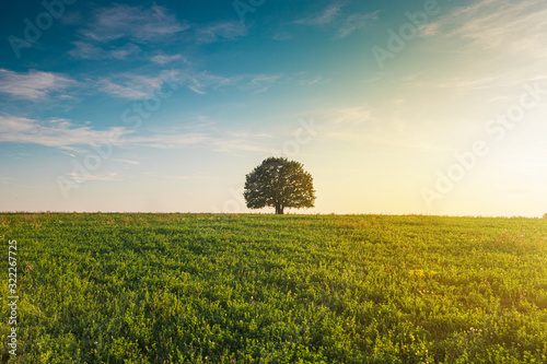 Lonely tree shot during sunset at the paddy field.