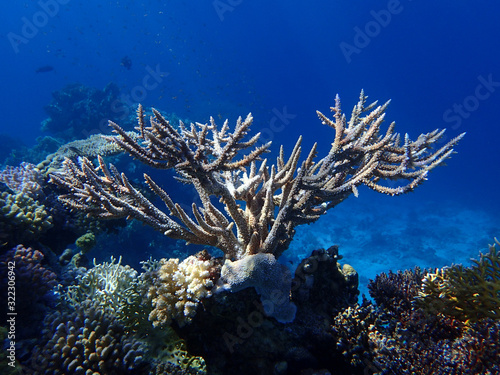 Deer Horn Coral In The Ocean. Hard Stanghorn Coral In The Sea Near Coral Reef Deep Underwater. School Of Tropical Fish.
