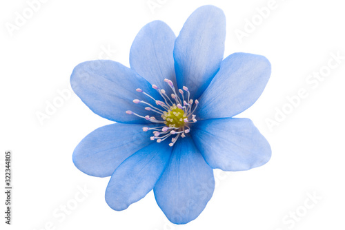 blue flower isolated