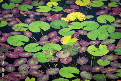 Lily pads form abstract patterns of fall colors along the shoreline of a northwoods lake in Wisconsin, USA.