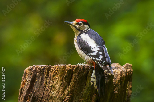 Closeup of a great spotted woodpecker (Dendrocopos major) perched in a forest